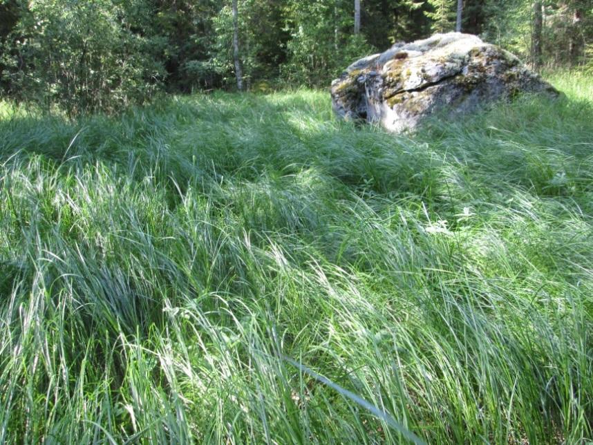 Lajeina havaittiin muun muassa korpikastikka (Calamagrostis phragmitoides), vehka (Calla palustris), kurjenjalka (Comarum palustre) ja