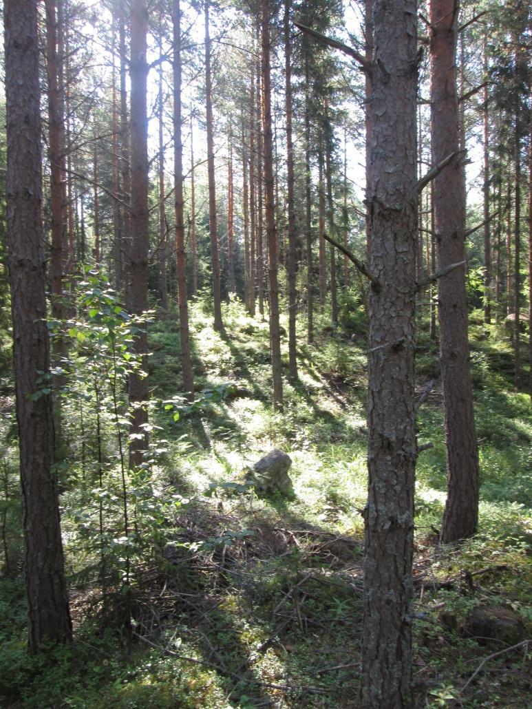 Pohjoisen voimajohtovaihtoehdon Luontoselvitys 3 / 10 Voimalinjan alkupäässä Lammin