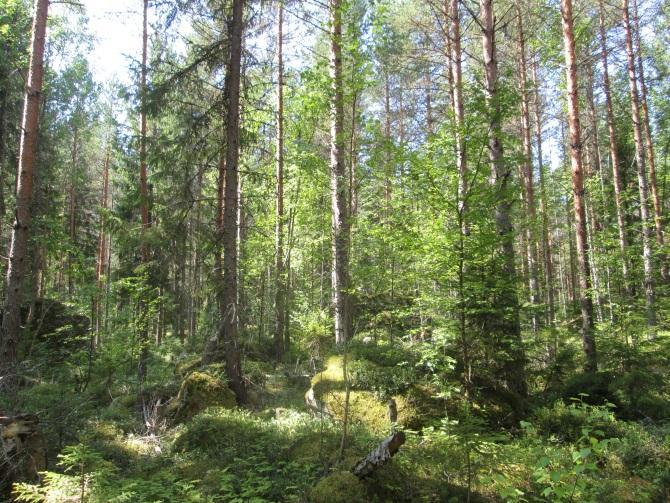 Pohjoisen voimajohtovaihtoehdon Luontoselvitys 4 / 10 Korkeammilla, usein louhikkoisilla alueilla vallitseva kasvupaikkatyyppi on kuivahko