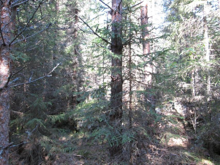 Koivu esiintyy säännönmukaisesti sekapuuna kosteammilla paikoilla, vaikkakin usein huonokuntoisena runsaasta varjostuksesta johtuen.