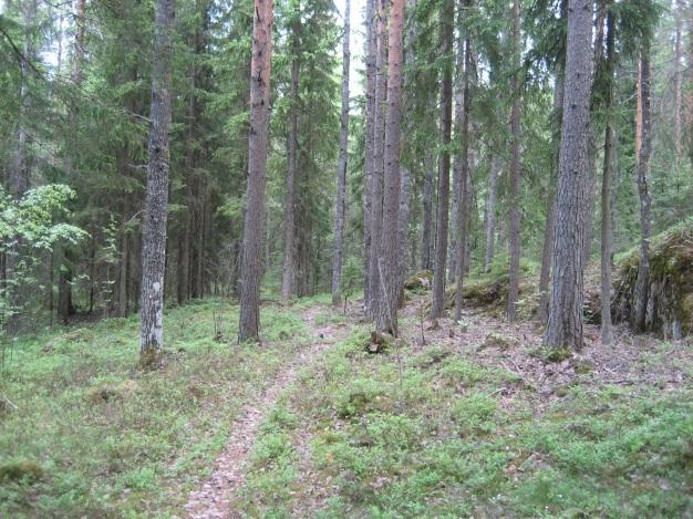 Rinnemetsät ovat potentiaalista liito-oravan elinympäristöä. Mäellä risteilee polkuja. Metsäkeskus on rajannut jyrkänteen osittain metsälakikohteena ja osittain muuna arvokkaana elinympäristönä.