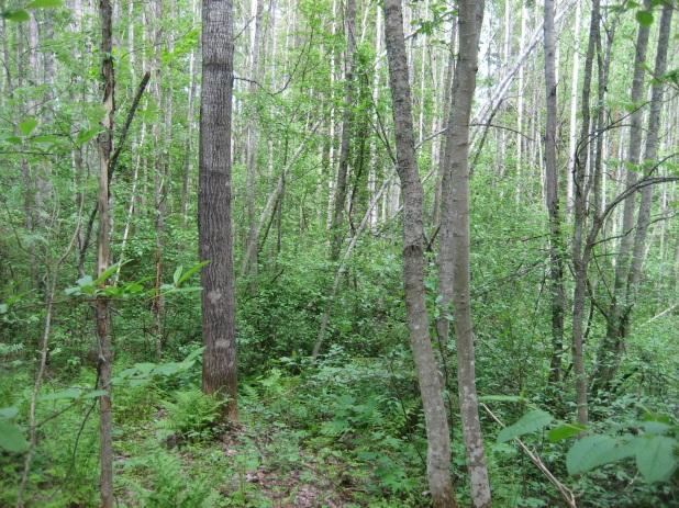 Metsäkeskus ei ole rajannut alueelta metsälakikohteita tai muita arvokkaita elinympäristöjä. Kuva 9. Liito-oravametsää ja lehtoa Liesharjun ja Mustolan välimaastossa. 24.