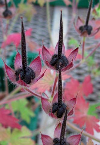 34 3.4.3 Morfofysiologisesti lepäävä lehtoängelmä Myös lehtoängelmän (Thalictrum aquilegiifolium) siemenalkio on kehittymätön, mutta kasvin siemenlepoon vaikuttaa lisäksi fysiologinen osatekijä.