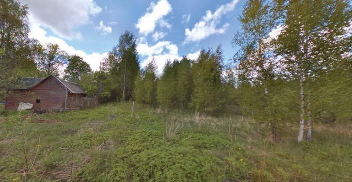 Alueella on korkeita puita, esim vaahtera, koivu, kuusi, poppeli ja muutama iso tammi.