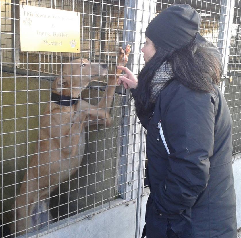 Yksi niistä lukuisista surkeista koirista vei erityisen ison palan sydämestäni, Iida kertoo. Pyysin saada sen hetkeksi ulos tarhakopistaan, jossa se oli kaksin toisen lurcheruroksen kanssa.