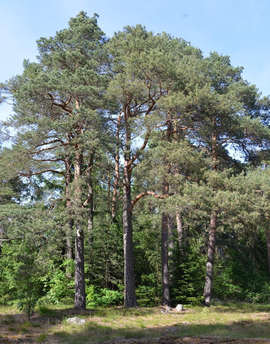 6 (6) Jatkohoito Teiden ja polkujen varsilla tehdään vesakon ja aluspuuston raivausta 3-5 vuoden välein. Huonokuntoisia puita poistetaan tarpeen mukaan.