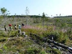 Laajat avohakkuut