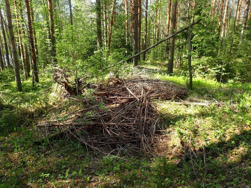 8 Tervahaudan