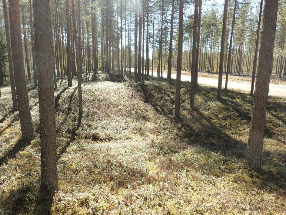 1 KAUHAVA Haaruskangas