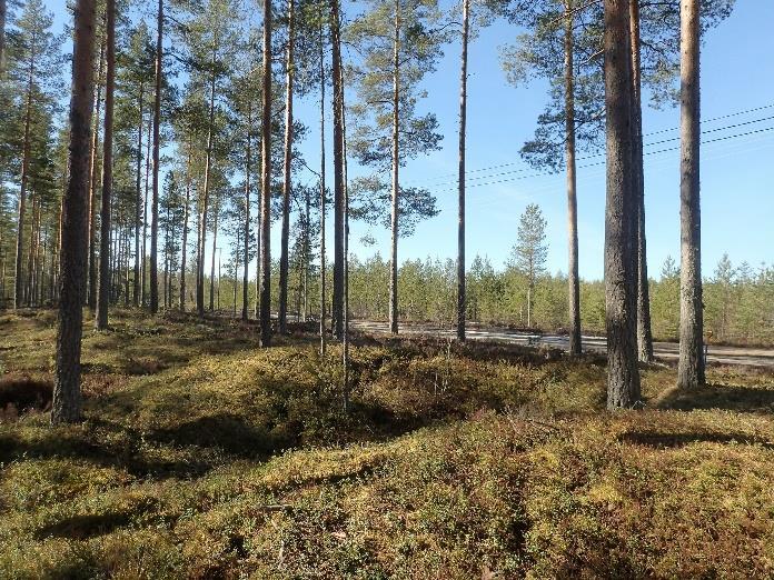 Vallin korkeus on tervahaudan ulkopuolelta noin 50 cm ja sisäpuolelta noin 1 m. Tervahaudan halssiaukko antaa kohti suota eli itään.