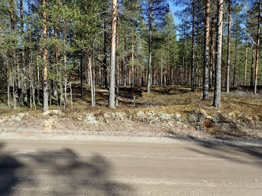 16 Oikea: Lapio on pystyssä asumuspainanteeseen tehdyssä koekuopassa 32 löytönä siinä tuli yksi kvartsiiskos. Kuvan oikeassa laidassa, tien penkassa näkyy auki oleva koekuoppa 31.