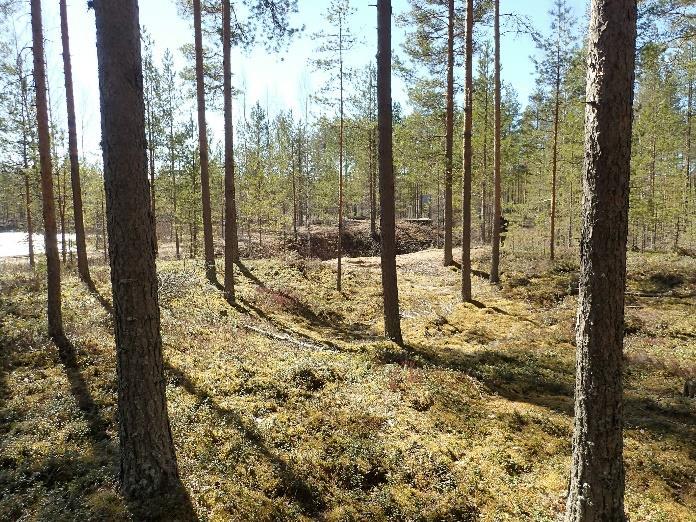 Ylävasen: Haaruskangas B:n läntisin painanne. Sen edestä, kuvassa painanteen takaa havaittiin yksi kvartsi-iskos.