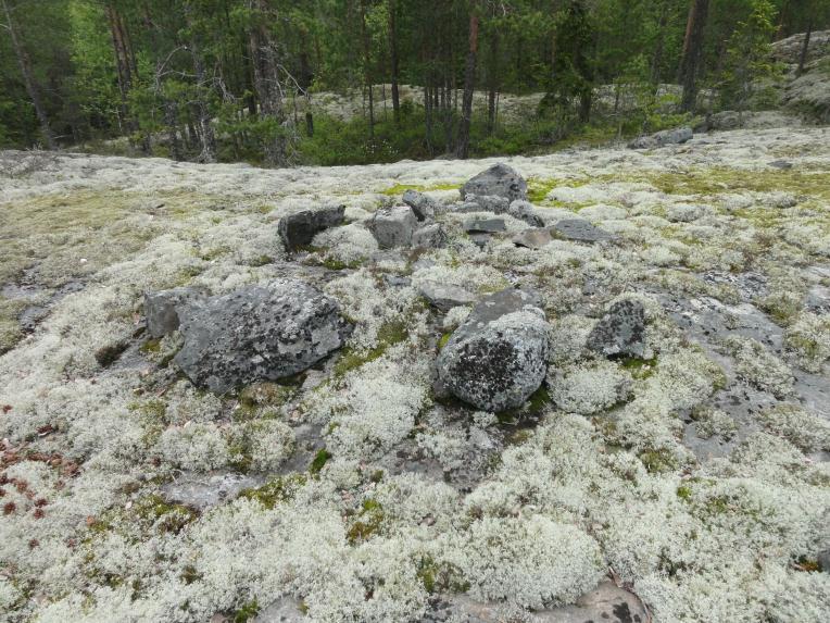 11 Muut havainnot MERIKARVIA 40 JOULUKORVET Mjtunnus: Rauh.