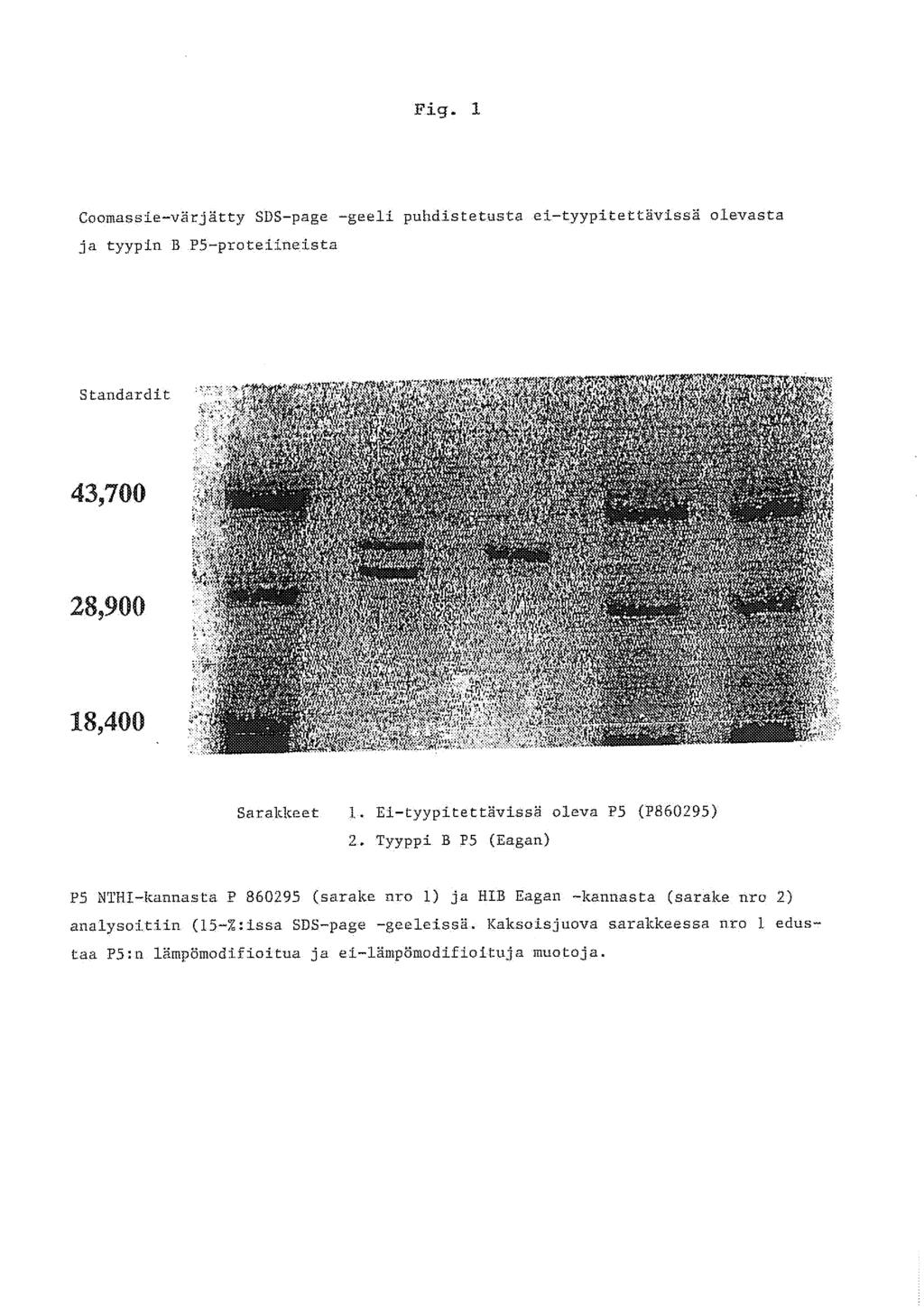 Fig. 1 Coomassie-värjätty SDS-page -geeli puhdistetusta ei-tyypitettävissä olevasta ja tyypin B P5-proteiineista Standardit tnk. nfiffp»rirk 45i" ') ".: 43,700 28,900 18,400 Sarakkeet 1.
