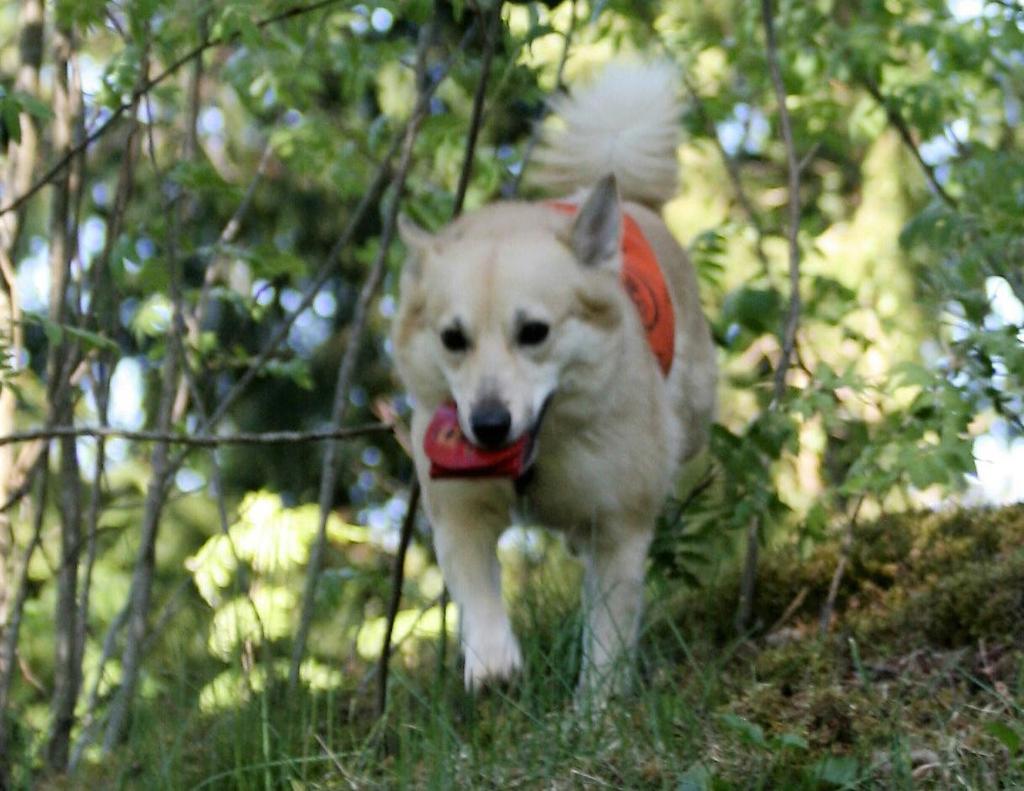 KOULUTUSTUNNUKSET (2001-2016) TK1 Vuonohaan Anselmi, om./ohj. Mari Höök (2005) TK1 Cipacan Milla Magia, om. Pirita Hahtonen ja Anna-Leena Laakso, ohj.