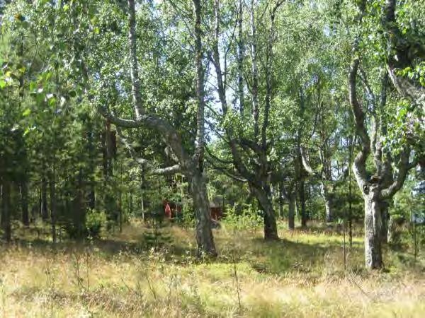 Koivu lähellä pohjoisrantaa