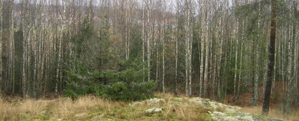 123 Pohjavesi Alue ei sijaitse pohjavesialueella. 3.13 Rakennettu ympäristö 3.131 Väestö ja palvelut Etäisyys rautatieasemalle ja taajaman palveluihin on noin 1 km (kohdan 1.1 kartta). 3.132 Rakennettu ympäristö Alue on rakentamaton.