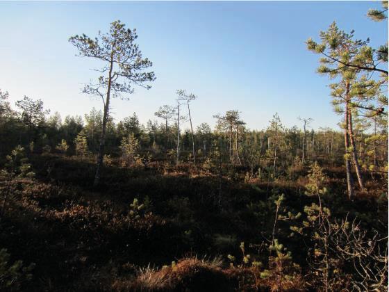 Alue 2 Alueella kasvaa pääosin varttunutta kuivahkon kankaan männikköä, joka on paikoin soistunutta. Etelälaidalla esiintyy kapealti puolukkaturvekangasta.