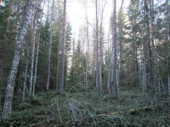 Alue 4 Alueella esiintyy pääasiassa varttunutta puustoa: kaarrolla esiintyy kuivahkon kankaan varttunutta