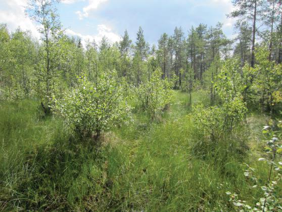 Alueen eteläosassa esiintyy kuivan kankaan varttuvaa männikköä.