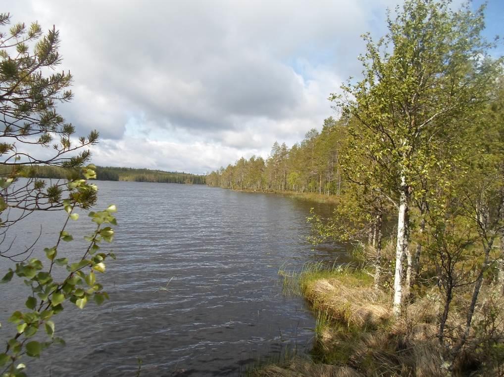 10 Kuva 10. Kurkilahden pohjoisrantaa. LINNUSTO Ranta-asemakaava alueelta laadittiin erillinen linnustoselvitys kesäkuun lopussa 2015. (Parviainen 2015).