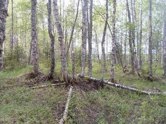 Puronvarsialue on kuusi-koivukorpea. Metsälauhaa, mesiangervoa, mansikkaa, metsäalvejuurta on kenttäkerroksen lajistossa.