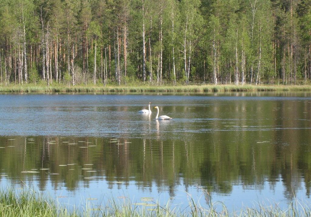 Vastaanottaja Suomen Hyötytuuli Oy Asiakirjatyyppi Luontoselvitys