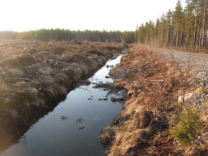 VIITASAMMAKKOSELVITYS 4. TULOKSET Äänteleviä viitasammakoita havaittiin neljästä paikasta Pesolan alueelta sekä läheiseltä Ryöstöjärveltä.