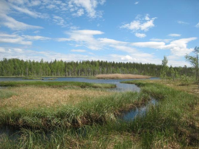 Runsaimmin viitasammakoita oli äänessä saranevarantaisilla Härkälammella ja Ryöstöjärvellä (havaintopaikat 4 ja 5). Korkeamaan alueelta ei tehty havaintoja viitasammakoista.