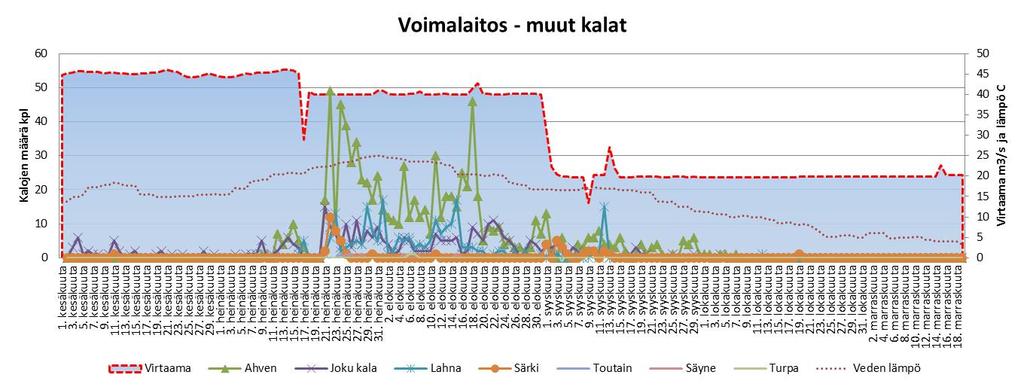 Kuva 12. Voimalapadon kalaportaassa ylöspäin liikkuneiden kalojen kappalemäärät seurantajakson (2.6.- 12.11.) aikana. Kalojen aktiivisuus oli yleisesti ottaen suurinta iltapäivän aikaan (Kuva 13).