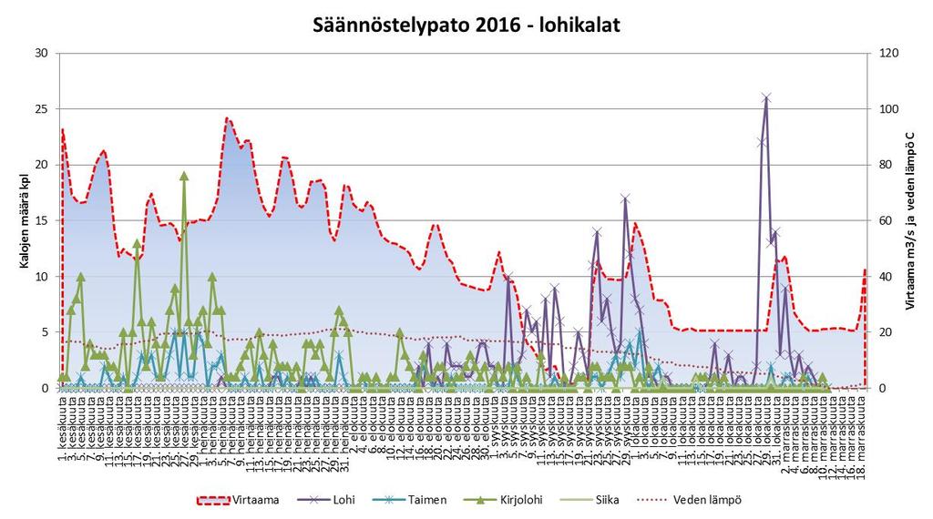 Kuva 8. Säännöstelypadon kalaportaassa ylöspäin liikkuneiden lohikalojen määrät seurantajaksolla 1.6. 11.11.2016 sekä virtaamat ja veden lämpötila. Kuva 9.