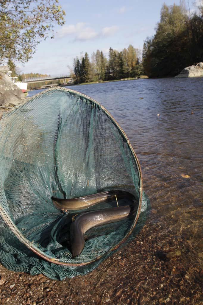 kalaa/200l vettä -