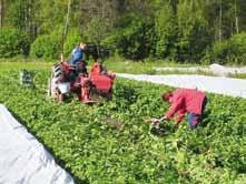 Hän ihmettelee kaupan halua tuoda ulkomailta varhaisperunoita kilpailemaan hyvälaatuisten kotimaisten perunoiden kanssa.