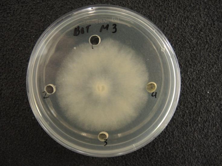 vaikuttaneet perunan tyvimätää aiheuttavien bakteerien (Dickeya sp.