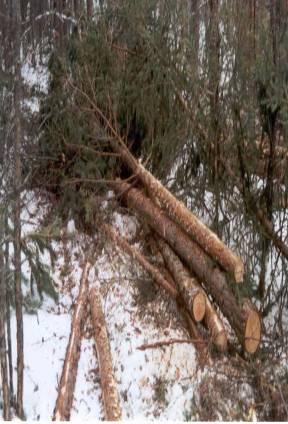 Parru + karsimaton latva = Osapuu osin karsittua energiapuuta kuitu- ja latvaosasta Hakkuussa tavoitteena oli katkoa kunkin tavaralajin pölkyt puutavaralajeittaisiin kouraisutaakkoihin ja