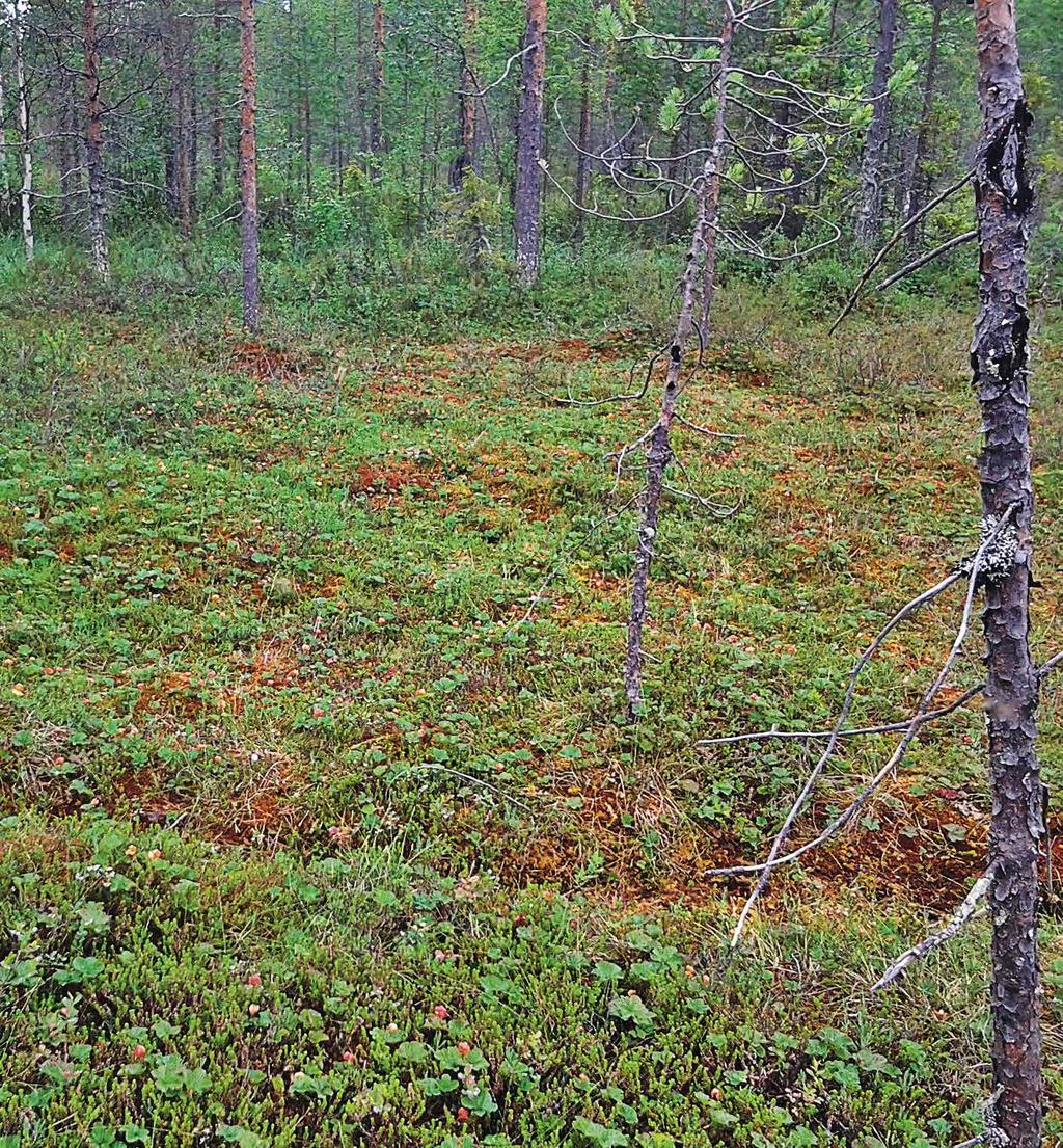 Jäsentiedote Metsänomistajat Rovaniemi 2/2015 Puheenjohtajan tervehdys s. 2 Kaikki nämä edut saat Rovaniemen metsänhoito yhdistyksen jäsenenä s. 3 Arvoisa Rovaniemen metsänhoitoyhdistyksen jäsen s.