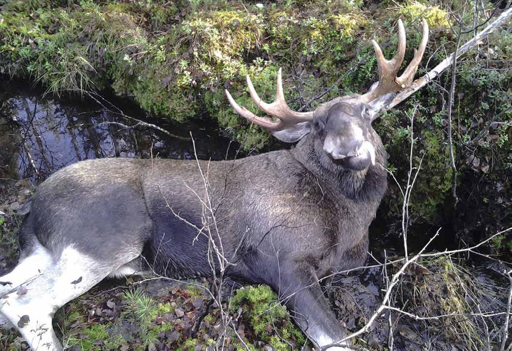 Sateisen kesän jälkeen kantavien maiden leimikot kysyttyjä Vettä sataa ropisee ja sen seuraukset näkyvät metsäpuolella. Haasteita riittää lähes jokaisella kohteella korjuuajankohtia mietittäessä.