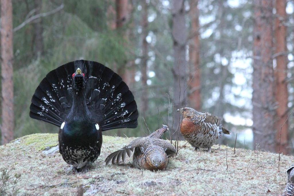 Metsoja olen harrastanut ja vähän työksenikin seurannut vuosikymmeniä.