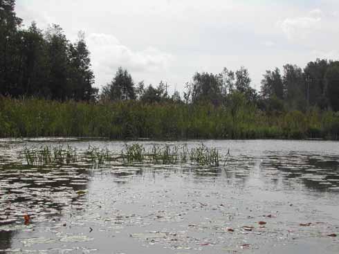 3.3 Kasvillisuus Kuva 8. Kalljärven runsasta vesikasvillisuutta vuonna 2007 (Anne Marie Hagman). Kalljärven kasvillisuus on paikoin erittäin runsasta.