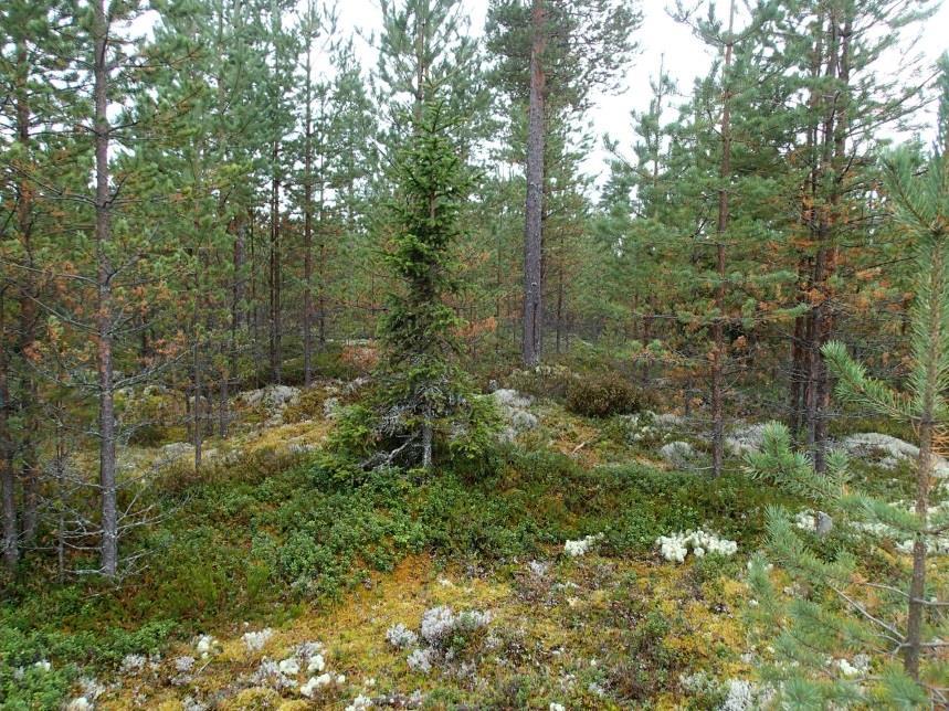 10 Jylkännevan tervahaudat Maastokartalle on Jylkännevalle merkitty kaksi vierekkäistä tervahautaa (ks. alla). Maastossa niitä ei kuitenkaan havaittu. Niitä ei erota myöskään laserkeilausaineistosta.