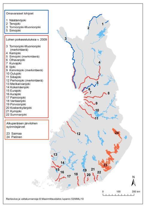 - Kymijoessa istutusperäinen luontaisesti lisääntyvä lohikanta. - Vaihtelevaa lisääntymistä mm. Kiiminkijoessa, Kokemäenjoessa ja Vantaanjoessa.