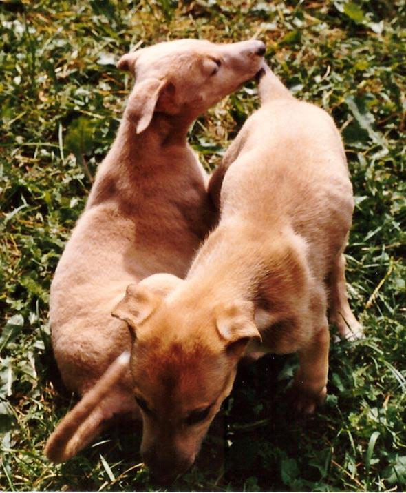 Ehdottomasti Irlannista Kun Charlie Lister haluaa uuden greyhoundin, hänelle on olemassa vain yksi paikka, johon hän katseensa suuntaa. Irlanti.