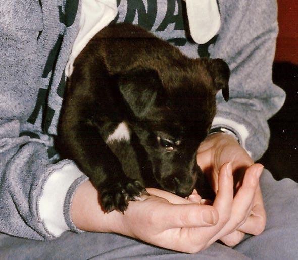 Pentupalsta Toimitukselle ilmoitetut vinkit: * Greyhoundin pentuja * huippukuntonsa vasta 18 20 viikkoa kiiman jälkeen.