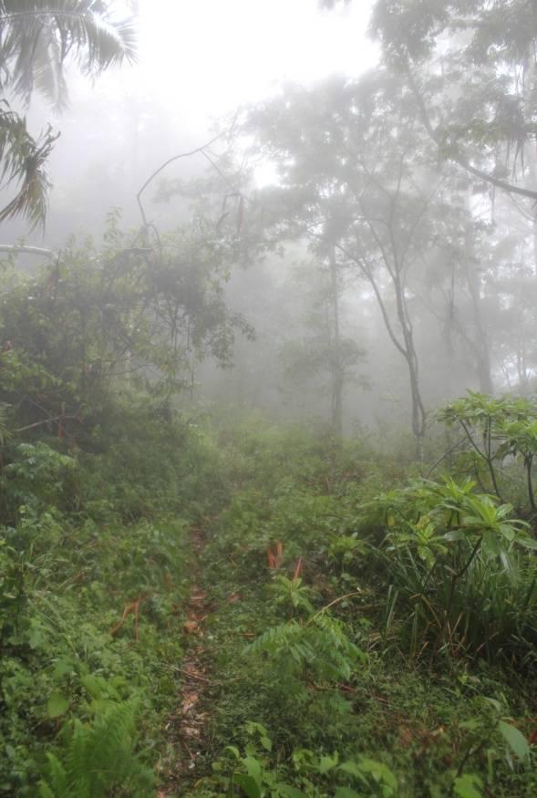 IV. The misty Cloud forest of Taita hills Tamas Pócs (1980) summarized his findings as follows: The epiphytic biomass of submontane rain forest was estimated to be 2130kg/ha dry matter, while its