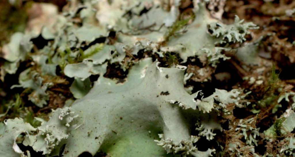 Parmotrema, Ramalina, Teloschistes and Usnea.