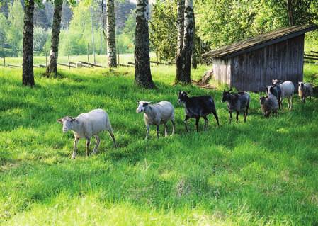 Euran emännän puku on paitsi kaunis myös elävä esihistoriankirja. Se kuvastaa vaurautta, joka viikinkiajalla saavutettiin.
