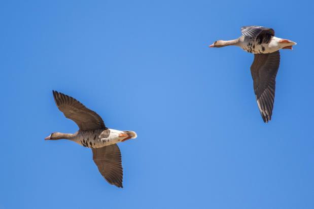 Kymmenien, satojen ja taas tuhansien lintujen parvissa oli tasan tarkkaan kolme hanhilajia, valkoposkihanhia, tundrahanhia ja metsähanhia. Tundrahanhi oli Aardlapalun näkyvin ja kuuluvin laji. Valok.