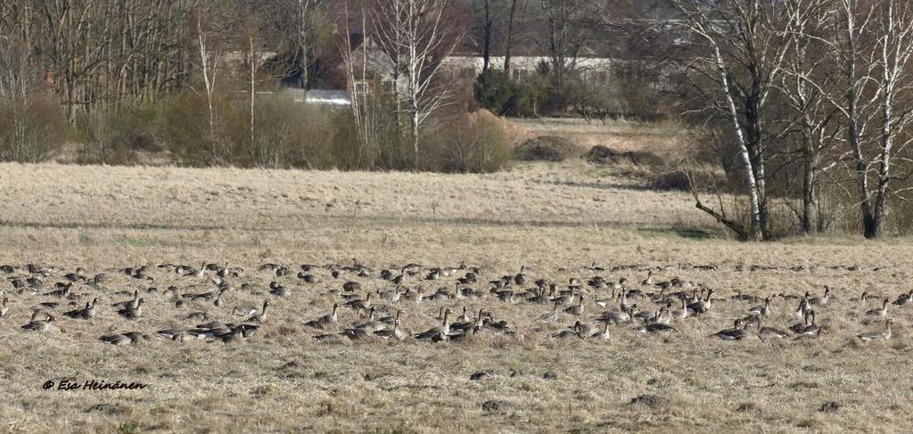 Tundrahanhia Aardlapalun laitamilla. Valok. Esa Heinänen. Perjantai 5.5. Aikaisen aamiaisen jälkeen oli aika tutustua Ilmatsalun lintutarjontaan.