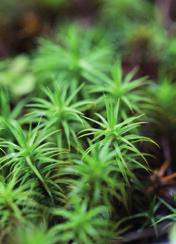 6 Kalliopalmikkosammal (Hypnum cupressiforme) on melko matalakasvuinen ja viihtyy lehtomaisten