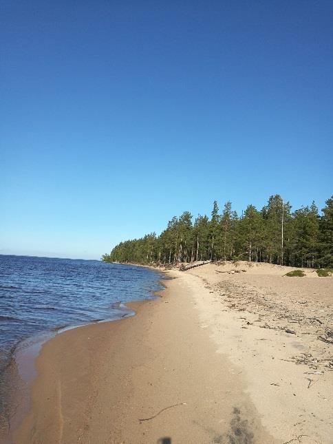 Luonnos Ärjän kehittämissuunnitelmasta HUOM. Vasta alustava luonnos! Vaihe 1.